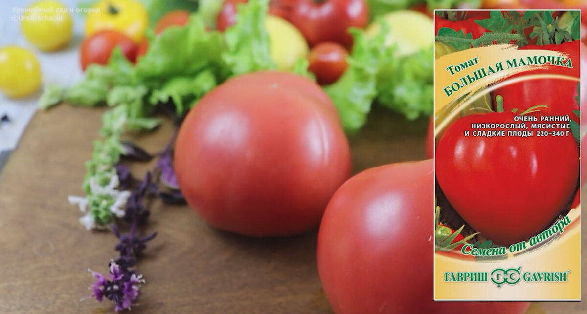 Это лучшие низкорослые и среднерослые томаты. Обзор томатов от «Гавриш»