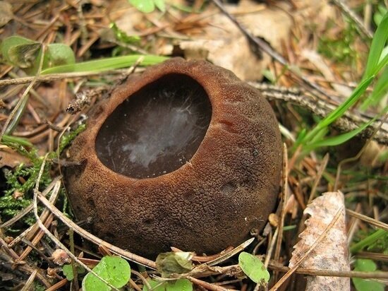     ФОТО: Министерство экологии и природопользования Московской области