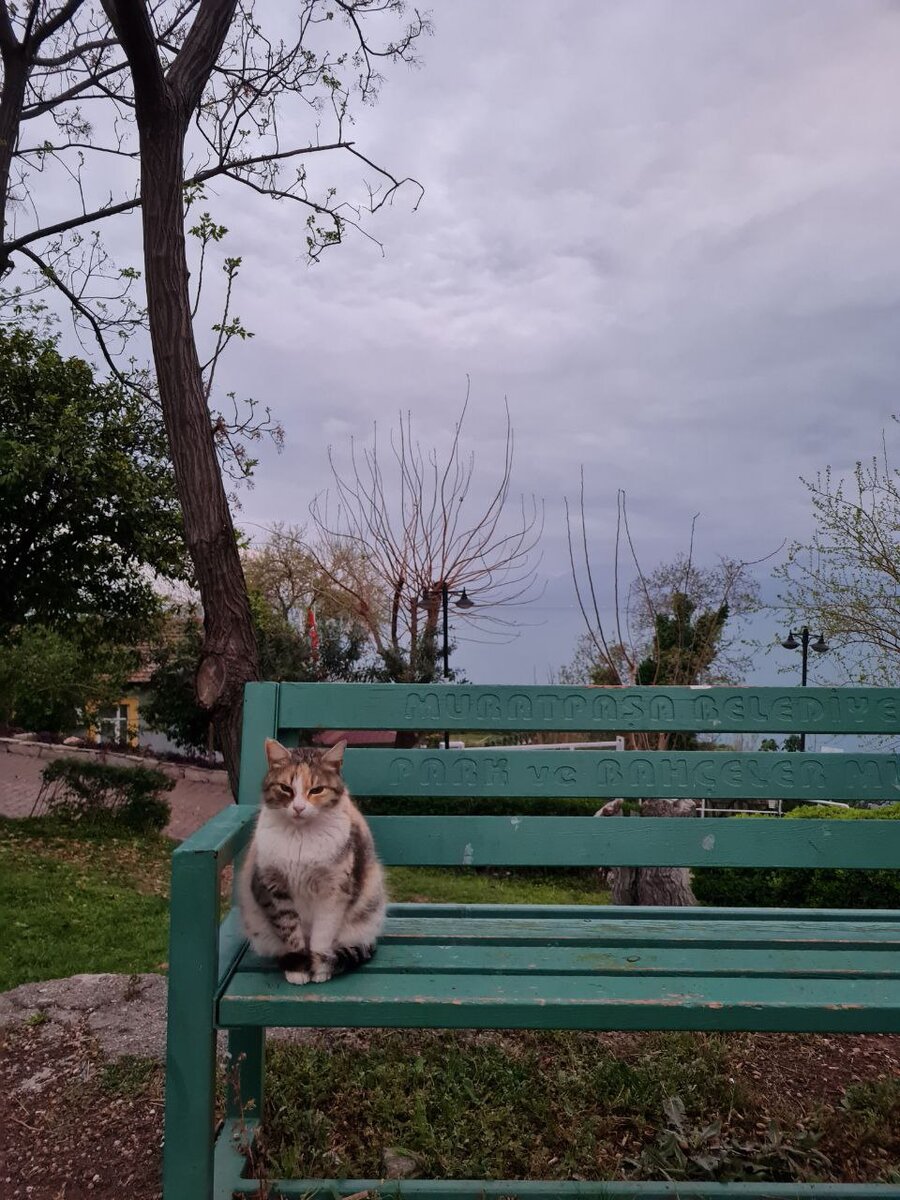 Анталийский кот 🐱  