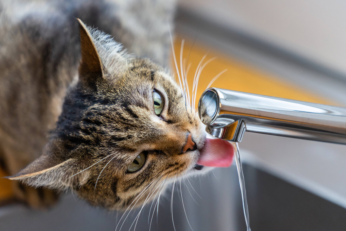 Кот отказывается пить. Кот пьет воду. Кот пьет воду из под крана. Кошка пьёт воджу. Кот лакает.