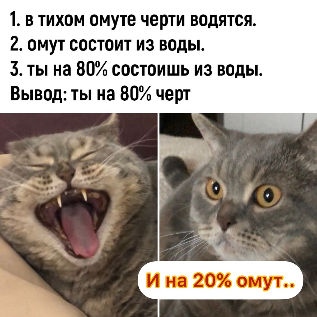 Вот такие проценты 😹