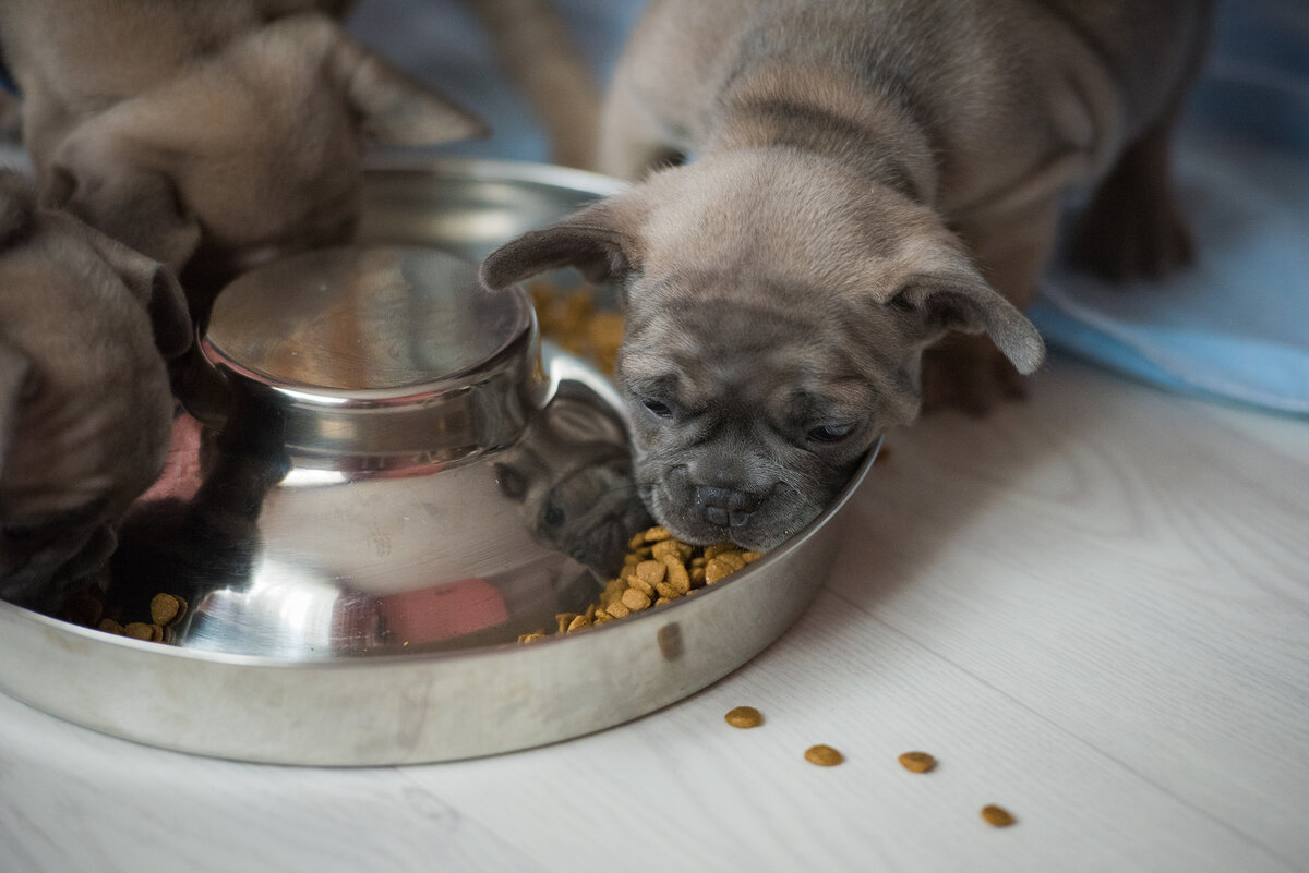 Щенки французского бульдога