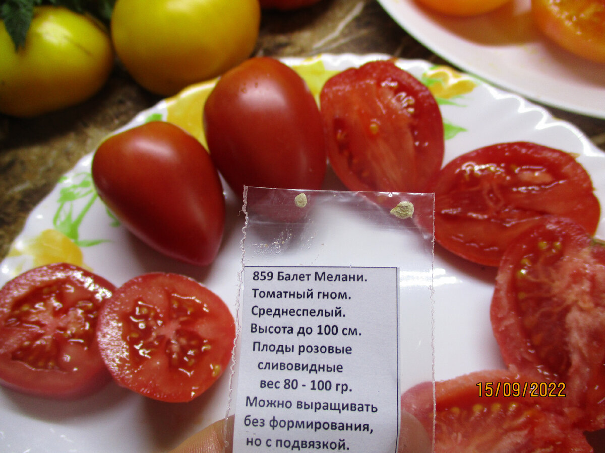 Какие сорта томатов выбрать, чтобы кушать свежие помидоры с начала лета дозимы? Рассмотрим все варианты продолжительного плодоношения.