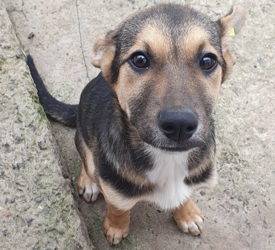 Может у нее получится стать домашней?