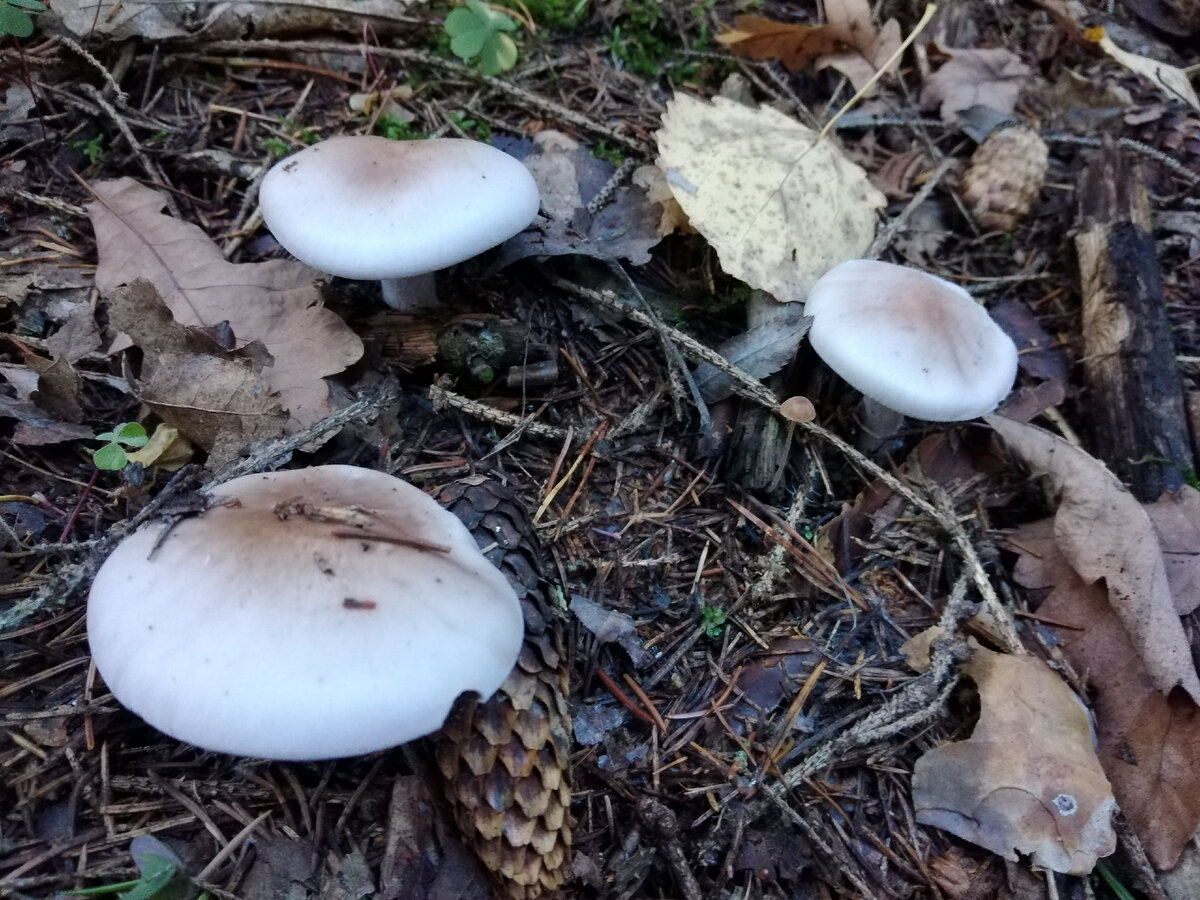 А как она пахнет! Фото автора