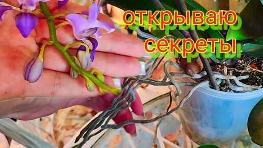 Три СЕКРЕТА от КОТОРЫХ ОРХИДЕИ ПЫШНО ЗАЦВЕТАЮТ и ШИКАРНО РАСТУТ | Ирина ...