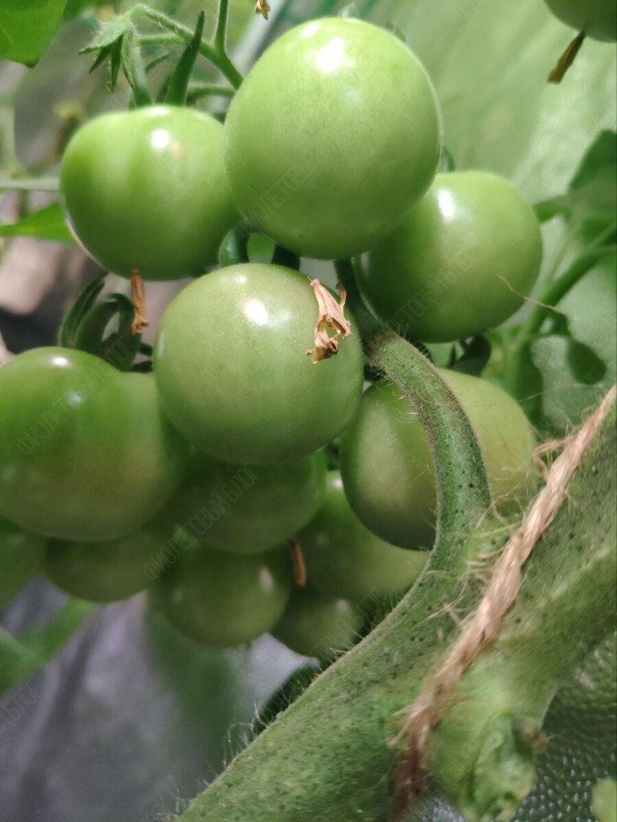 «А че, давайте вырастим!». С этой фразой и с большим потоком вдохновения начали воплощать идею в жизнь.-16