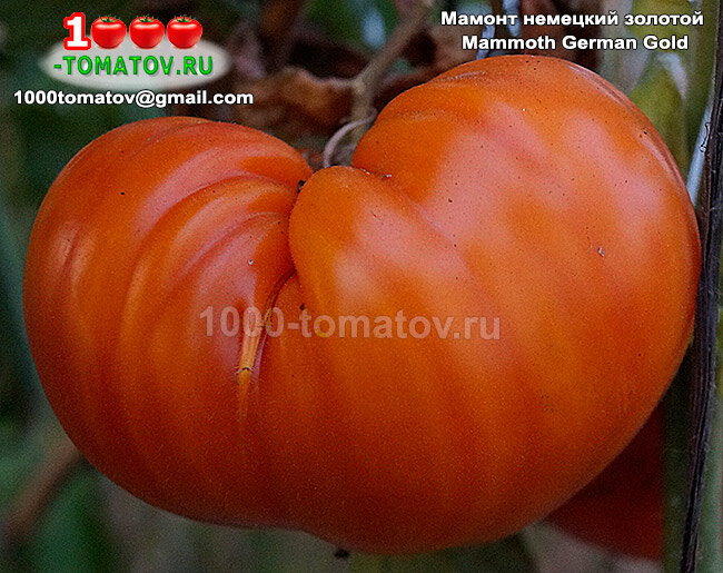 Томат Мамонт немецкий золотой Mammoth German Gold фото 1