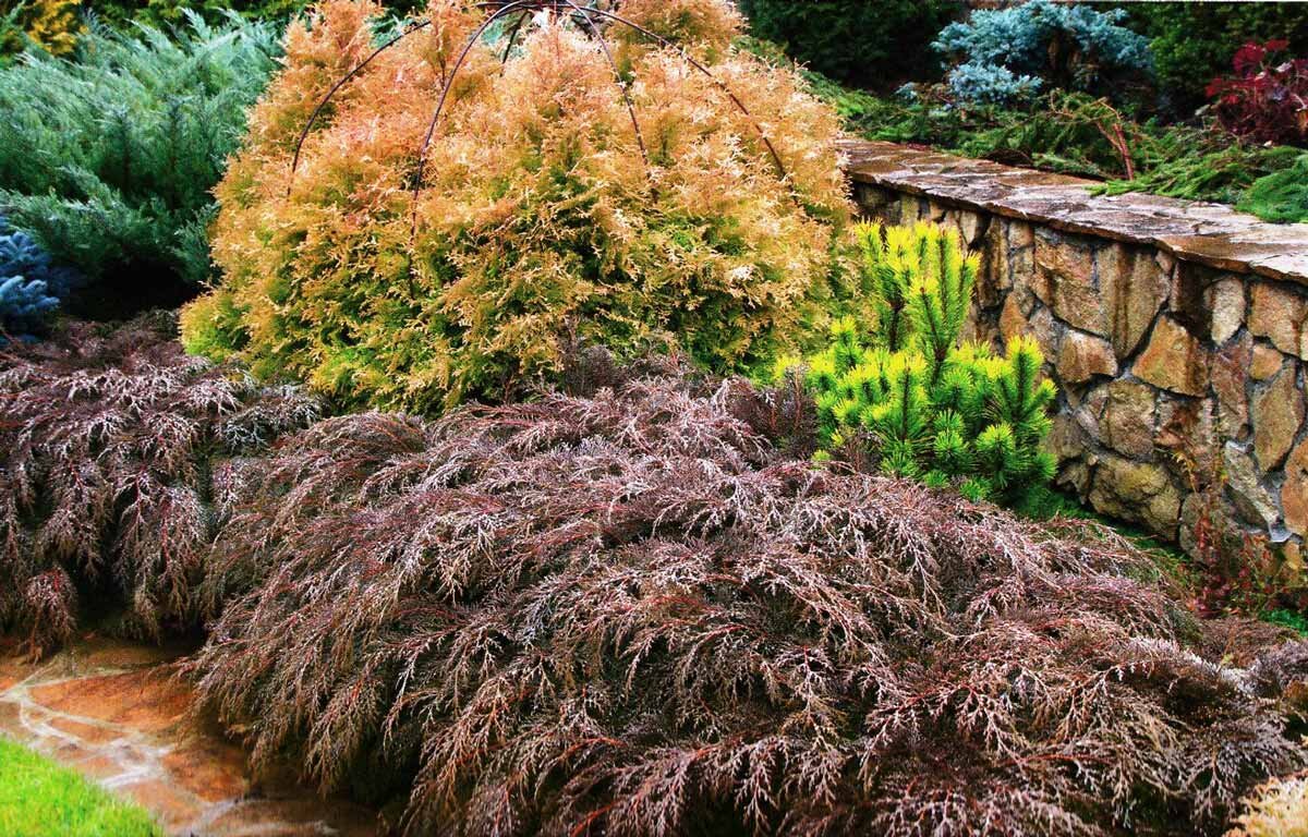 Осенне-зимняя окраска микробиоты. Фото Интернет