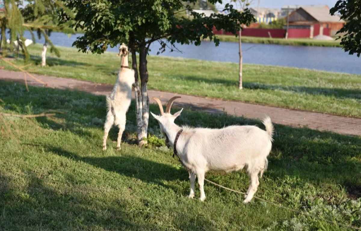 Турецкий город прославившийся козами и кошками