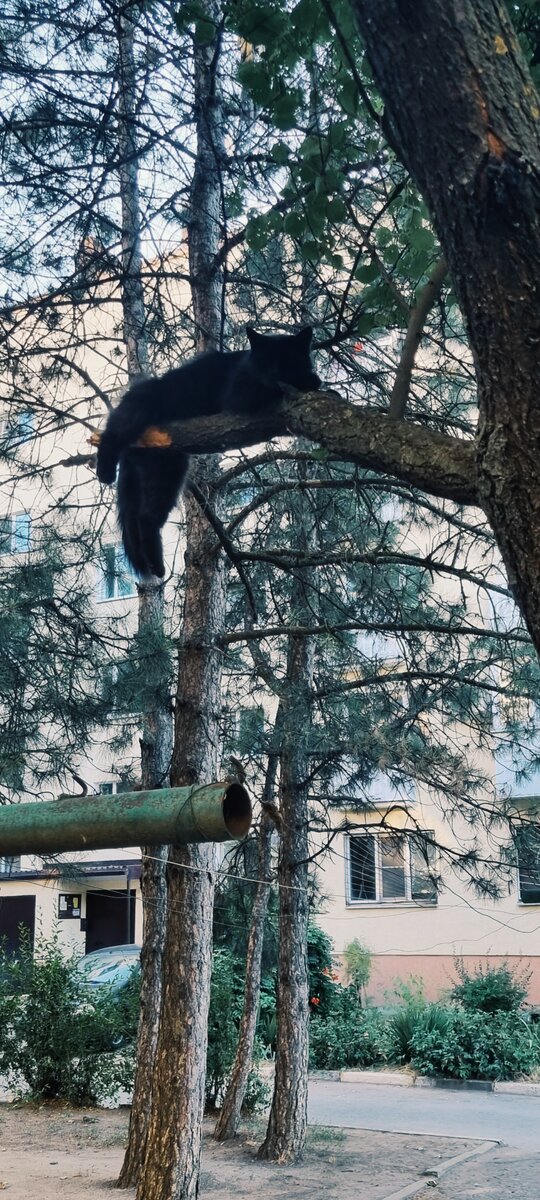 Любимая ветка. Можно удобно полежать в безопасности