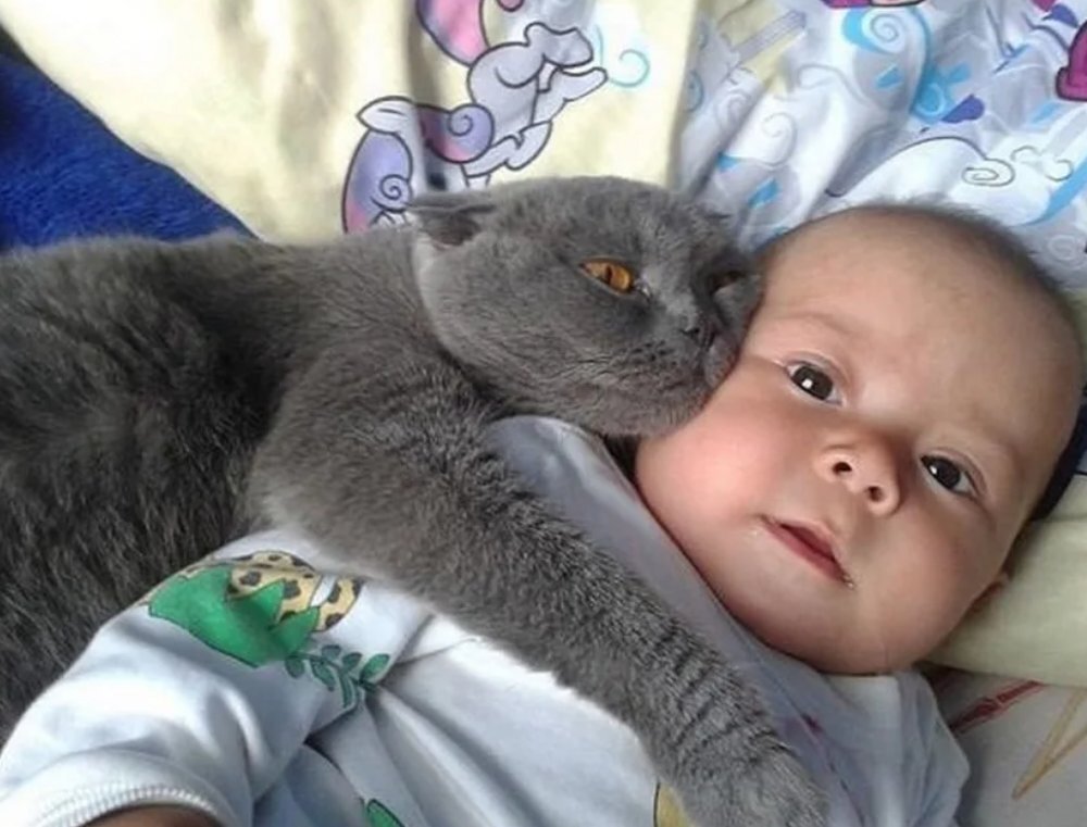 Кошка и ребенок