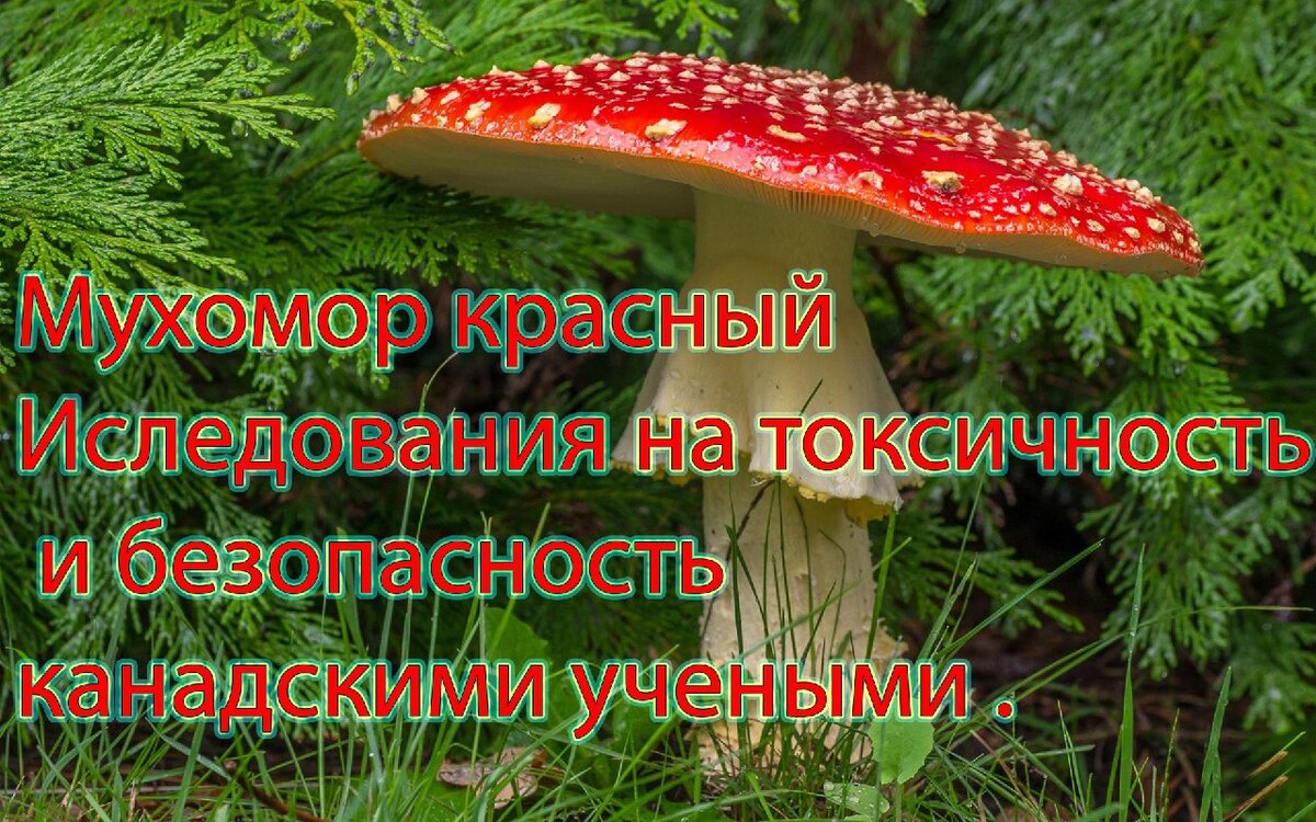 Часто используемые компоненты