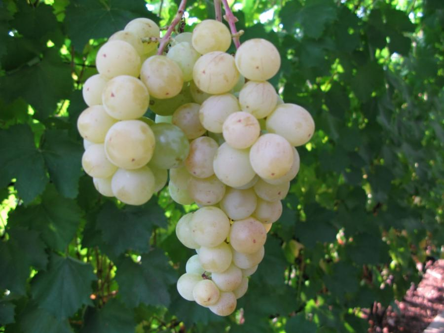Todays Report - The Village Grocer