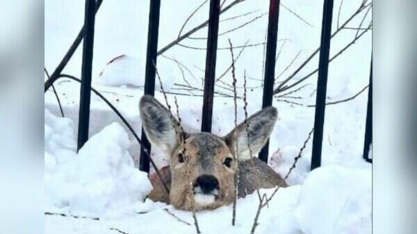     Участковый заметил косулю, искусанную собаками — они загнали ее в угол около гаражей в одном из муниципалитетов Приморья. Животное не могло убежать от агрессивной своры — на помощь пришел полицейский.