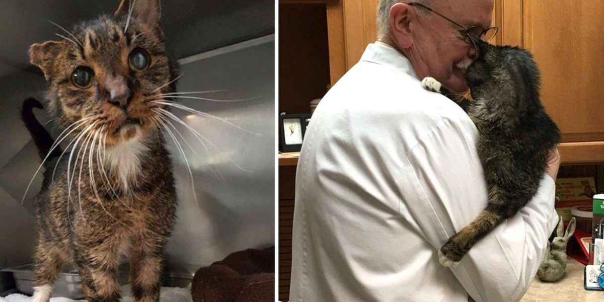 15-летний уличный кот наконец-то дождался человека, который забрал его к себе