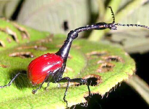 Долгоносик-жираф