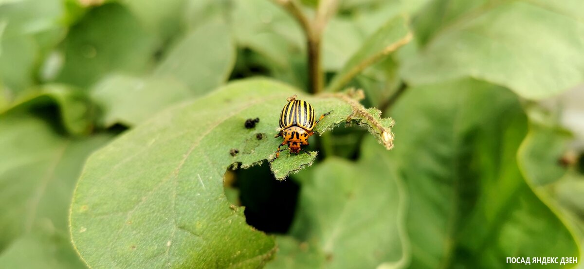 Гость заморский жук колорадский угощается баклажаном.