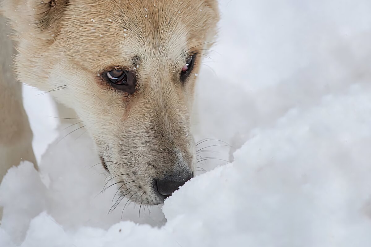 Алабаи заземляют свой круп там, где меньше всего ветра 
