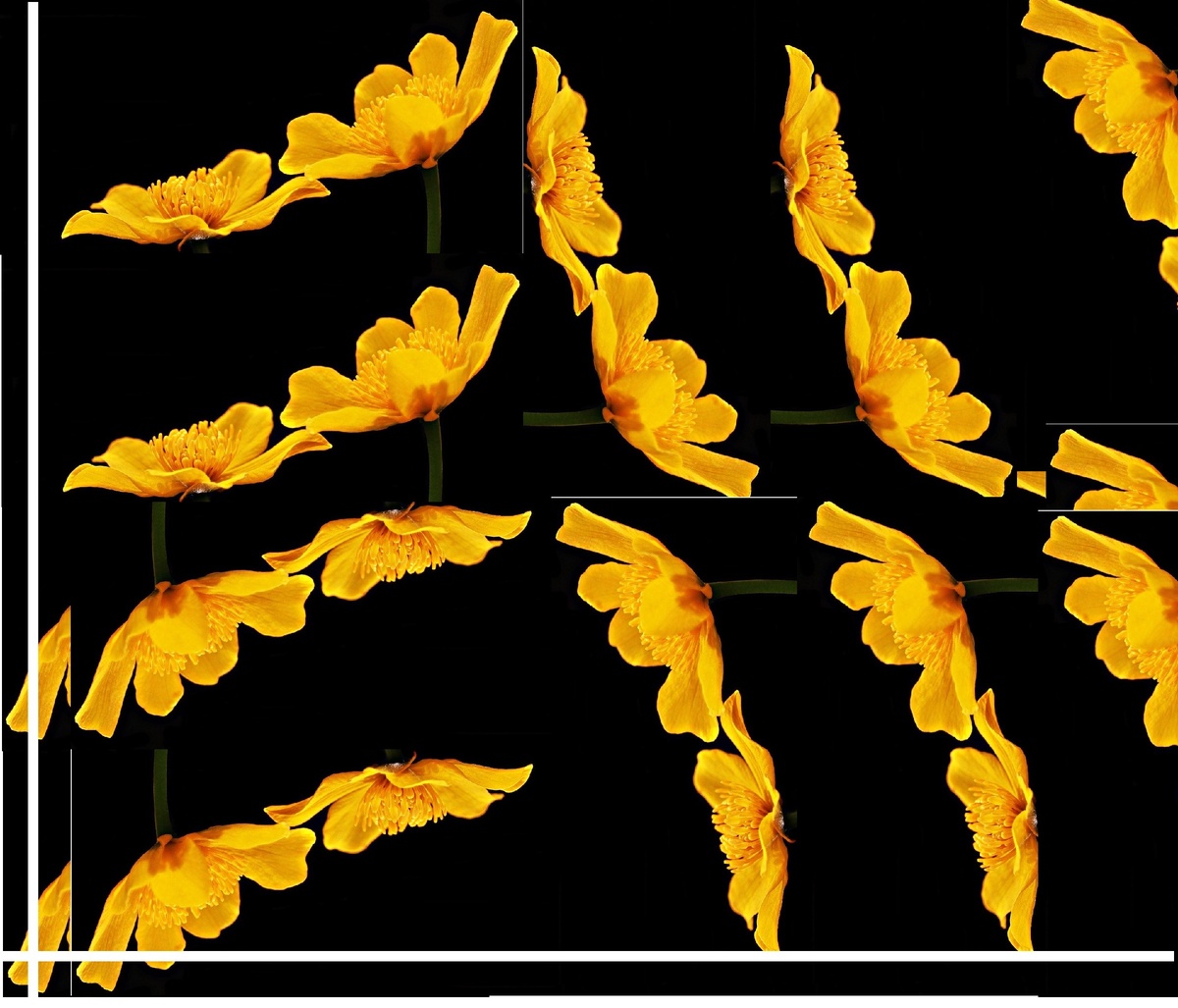 Жёлтое. Чистотел весенний.   Изображение S. Hermann & F. Richter с сайта Pixabay