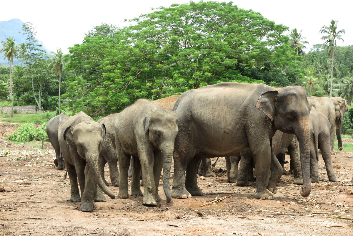 Находясь в слоновом парке, они мало взаимодействуют с другими слонами, и их свобода ограничена.