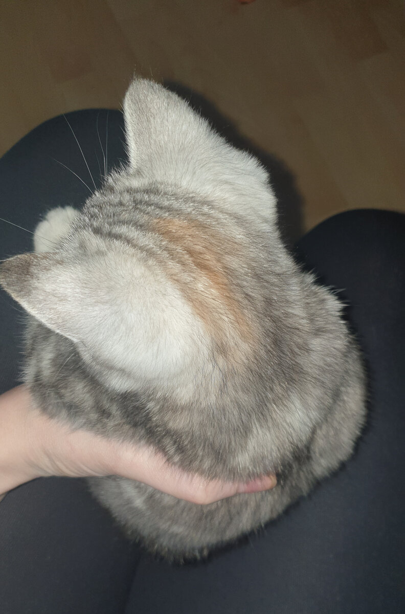 Яркий пример изменения цвета шерстки. Рыженькое пятно, доставшееся скорее всего от бабушки или дедушки