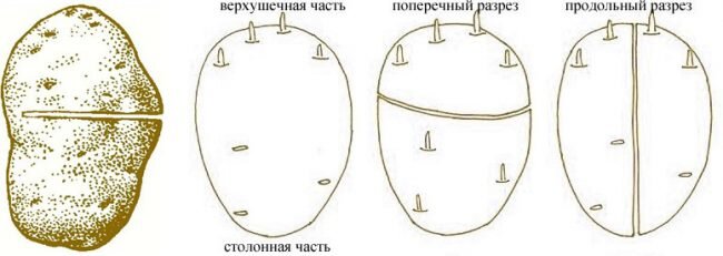 Схема надрезов (фото взято с сайта mir-ogorodnikov.ru)