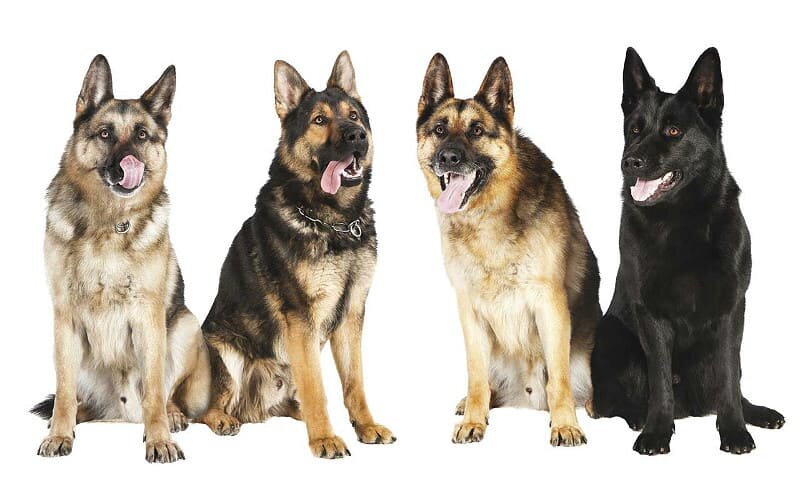 Различные окрасы породы "немецкая овчарка".
