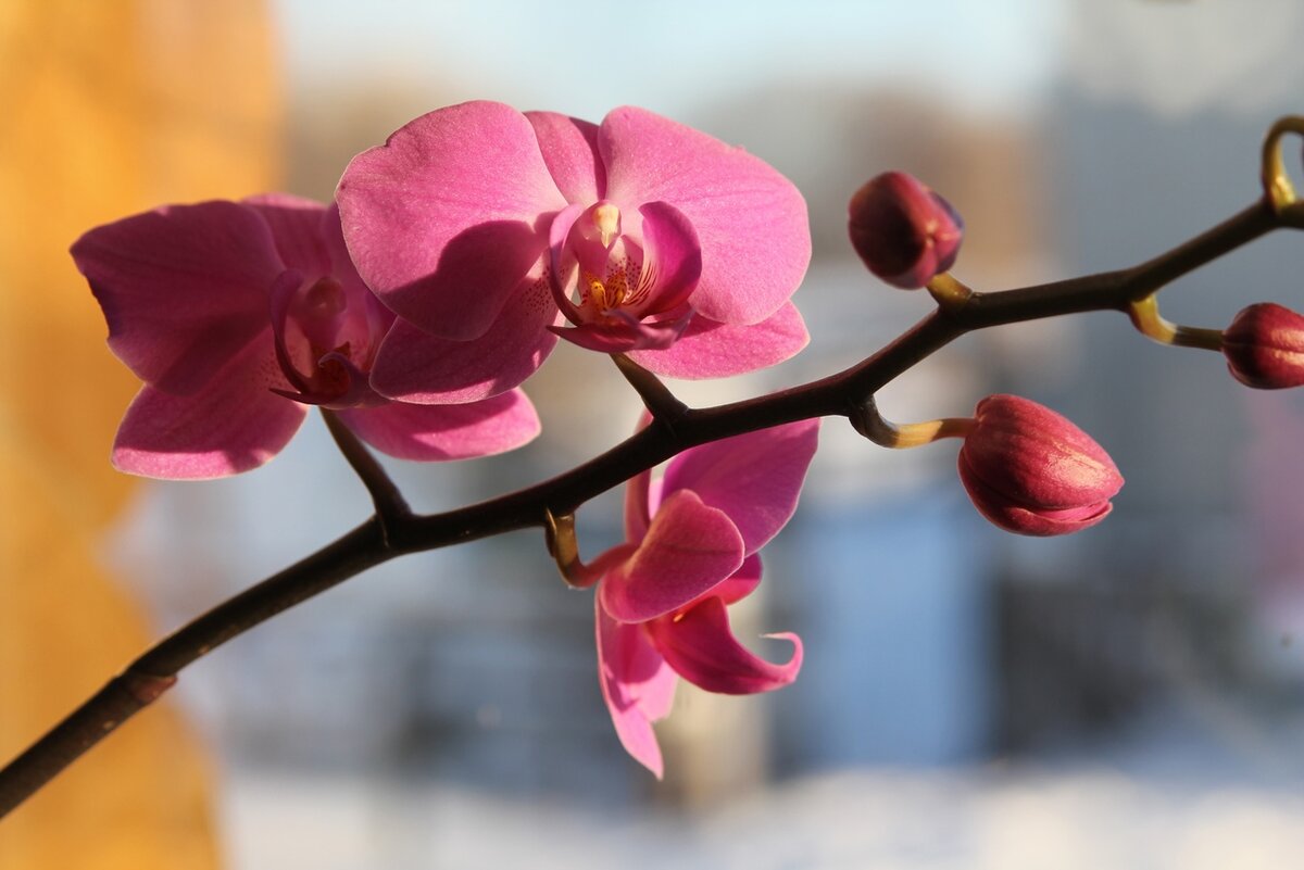 Орхидея всегда восхищала своей нежностью.