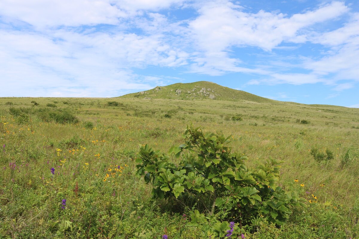 Луга с рудбекией.