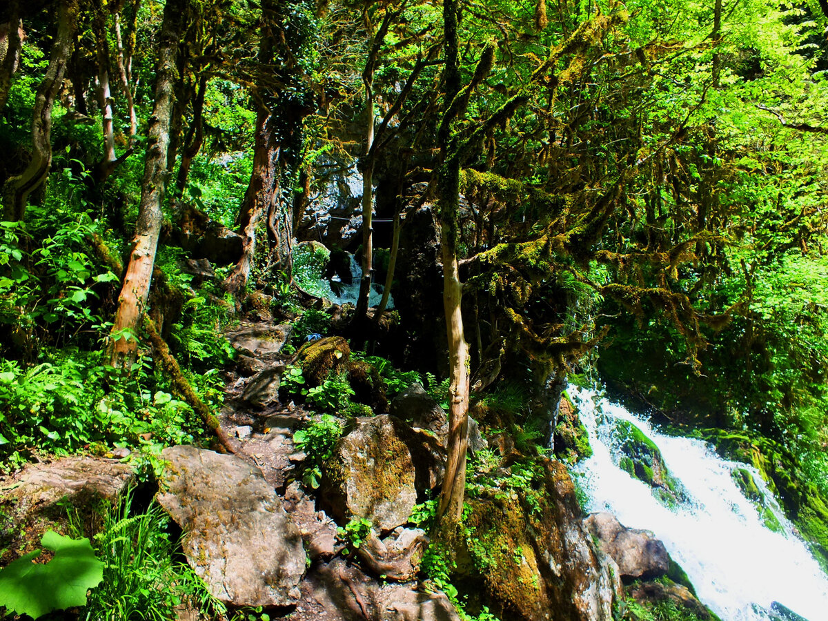 Самшитовый лес 