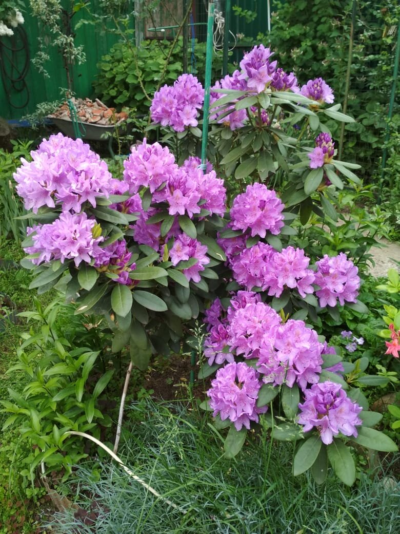 Рододендрон