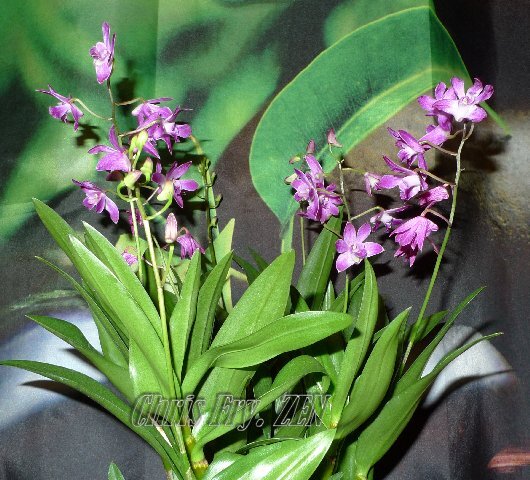 Dendrobium Berry Oda