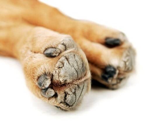 Проявления избытка соли у собаки