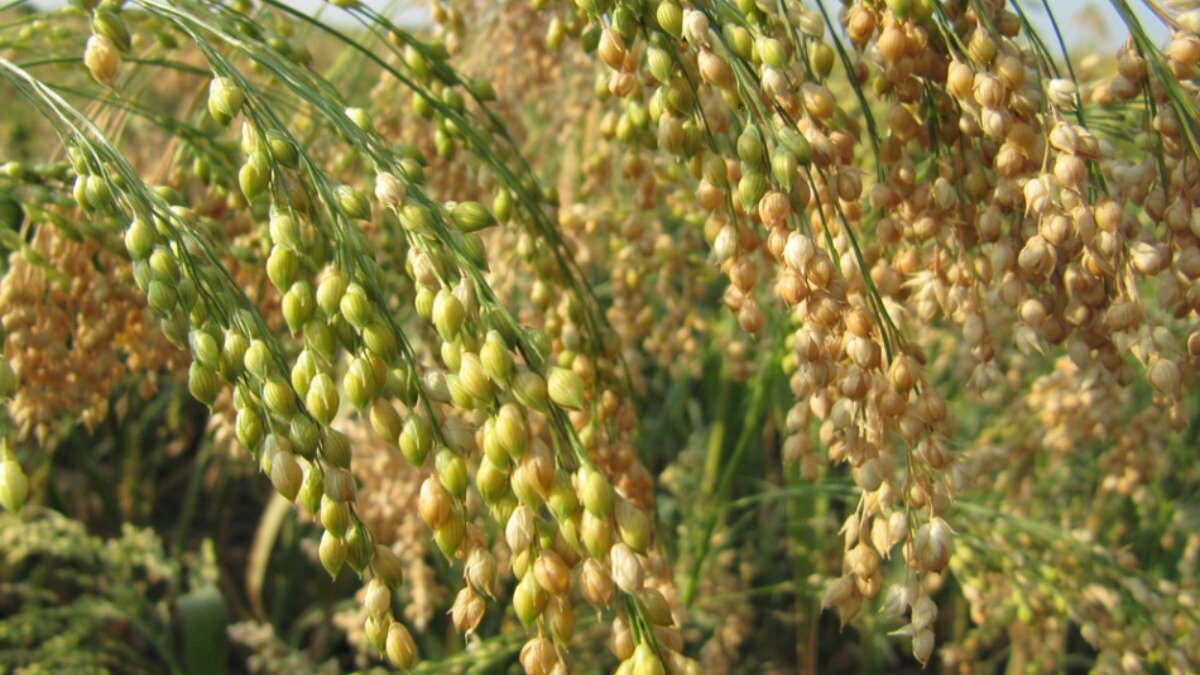 Просо виды. Просо (Panicum miliaceum). Пшено просо. Зерновка просо. Просо Обыкновенное.