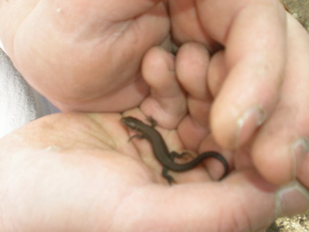 Весовая категория кота