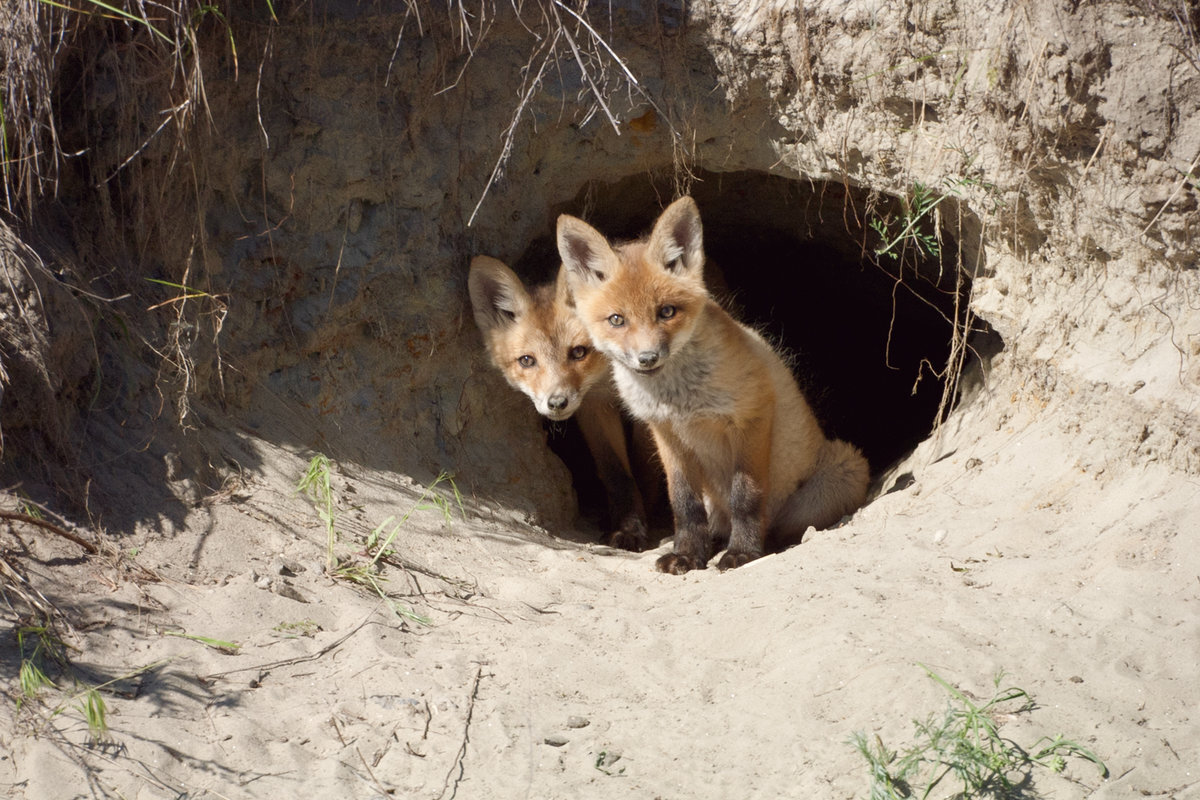 фото из интернета