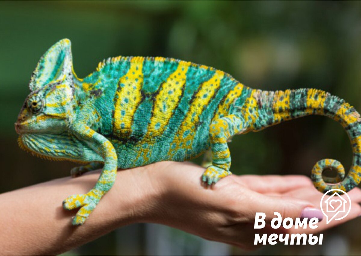 Гребешковые черепахи