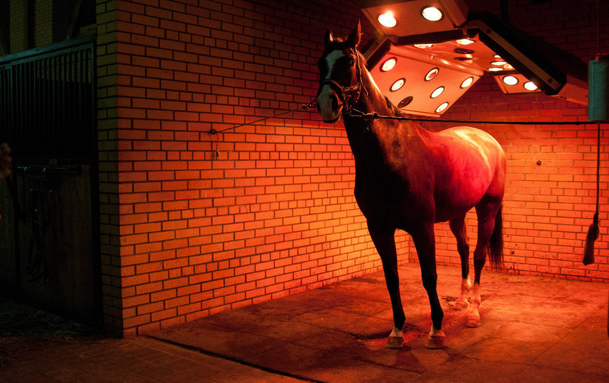 Солярий для лошади.