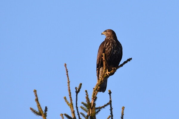 Канюк. Фото А. Левашова.