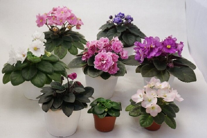 фото - иллюстрация