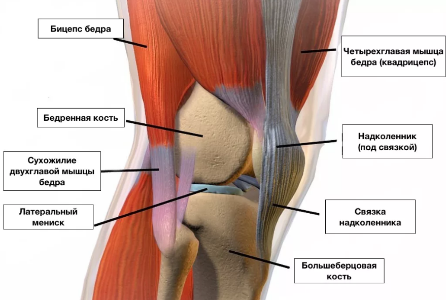 Хрящ в коленном суставе
