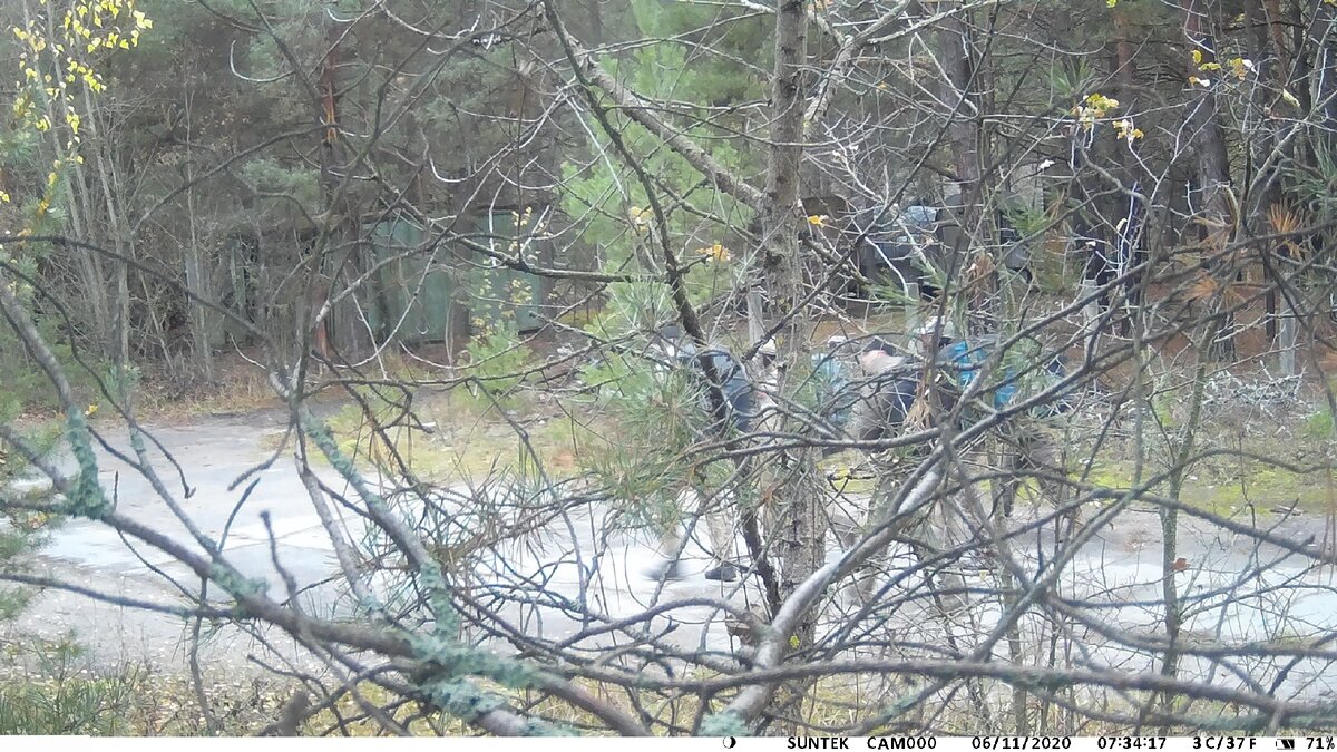 Что сняли скрытые камеры в Припяти и кто на них попался - оставили  фотоловушки в Чернобыле | Исследователь Войтек | Дзен