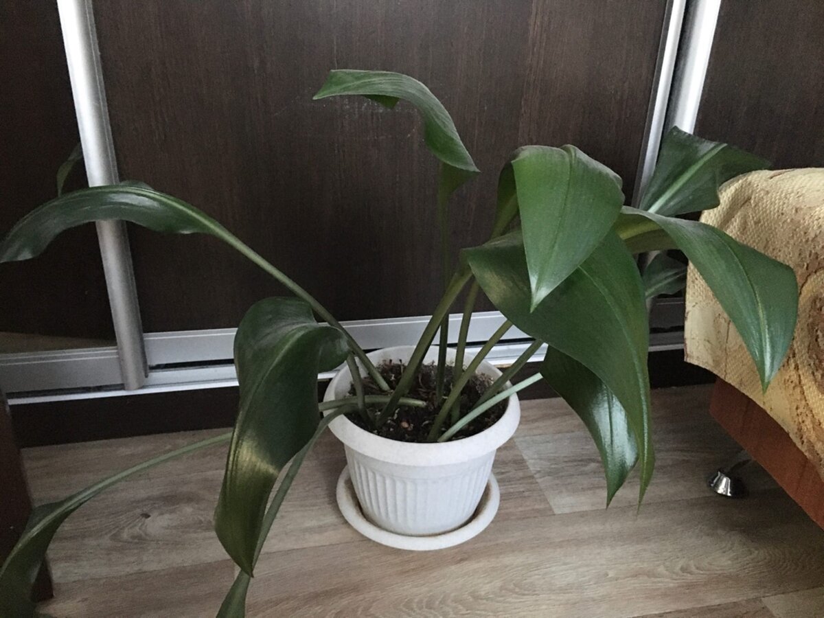 Этот цветок я привезла в другой город от родителей. Примерно 700 км везла в машине у себя в ногах. 2 года возила по съемным квартирам, переехала и опять цветок со мной на машине ездил. Такой вот цветок - путешественник