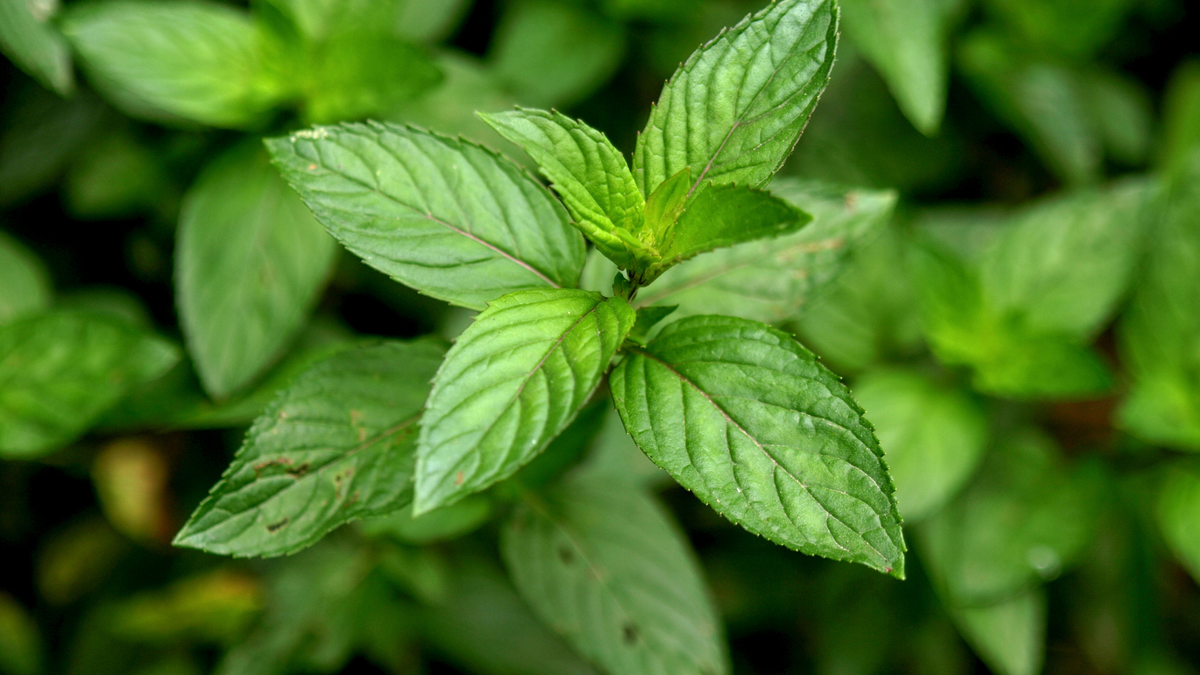 Семена мяты перечной. Мята Земляничная ( Mentha species Erdbeerminze). Мята перечная Black Mitcham. Мята перечная Икс пиперита.