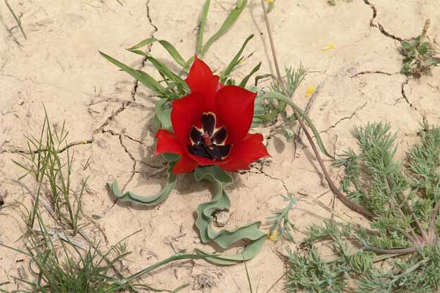 Тюльпаны в Кызылкумах