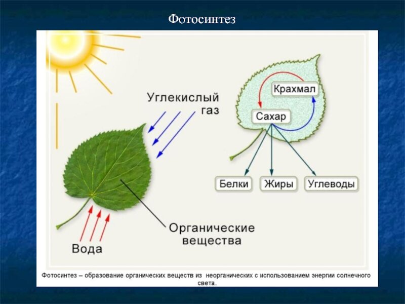 Необходимый элемент- это солнечные лучи, которых не хватает в доме.