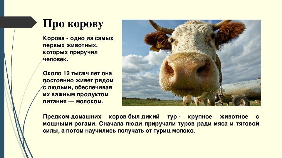 План сообщения о корове