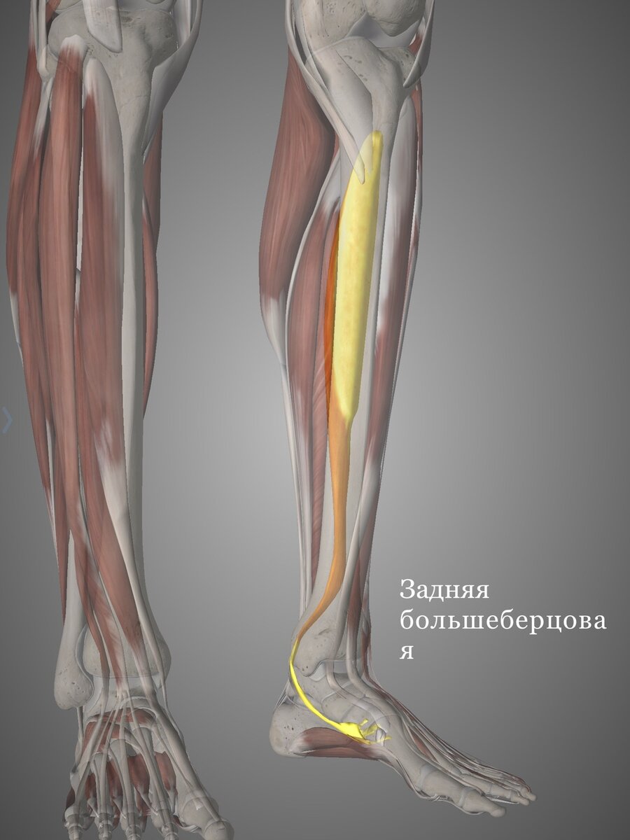 Задняя большеберцовая