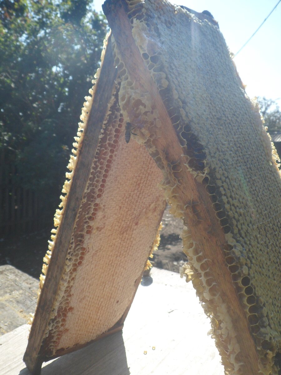 Медовый урожай.